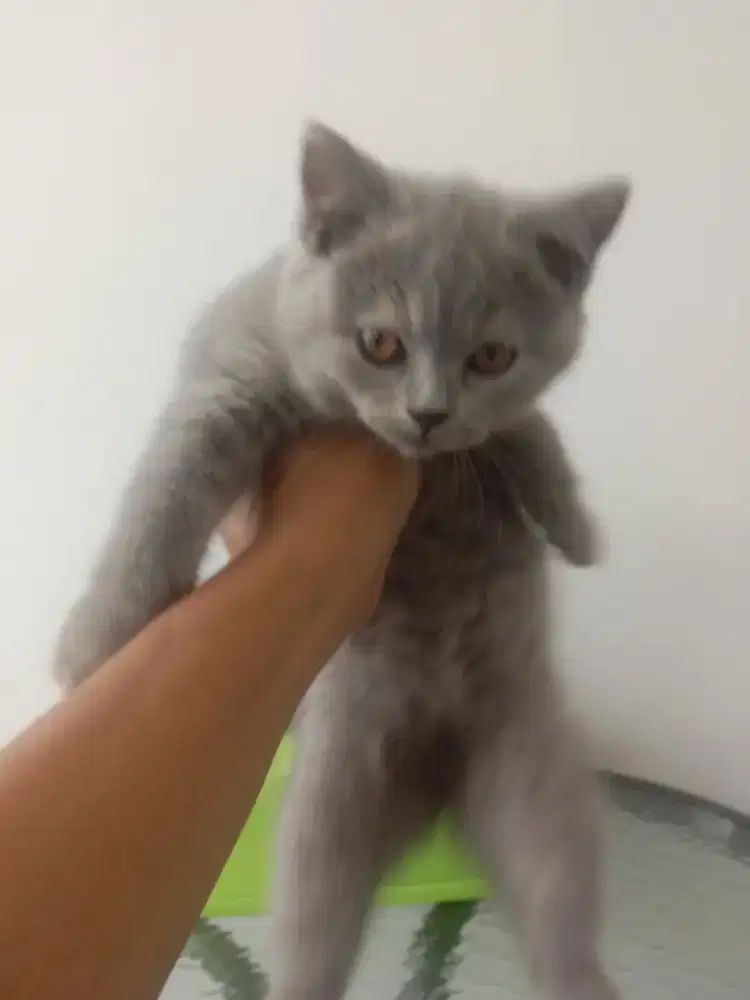 KUCING BSH KITTEN USIA 3 BULAN.