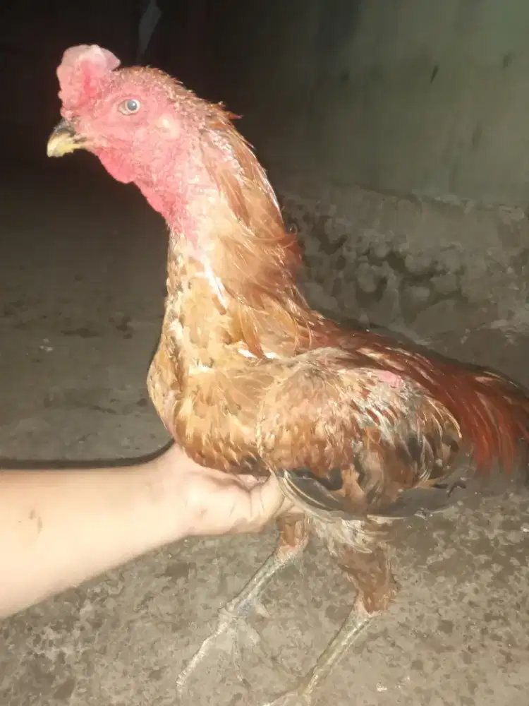 Jual ayam magon x pakhoy brutal