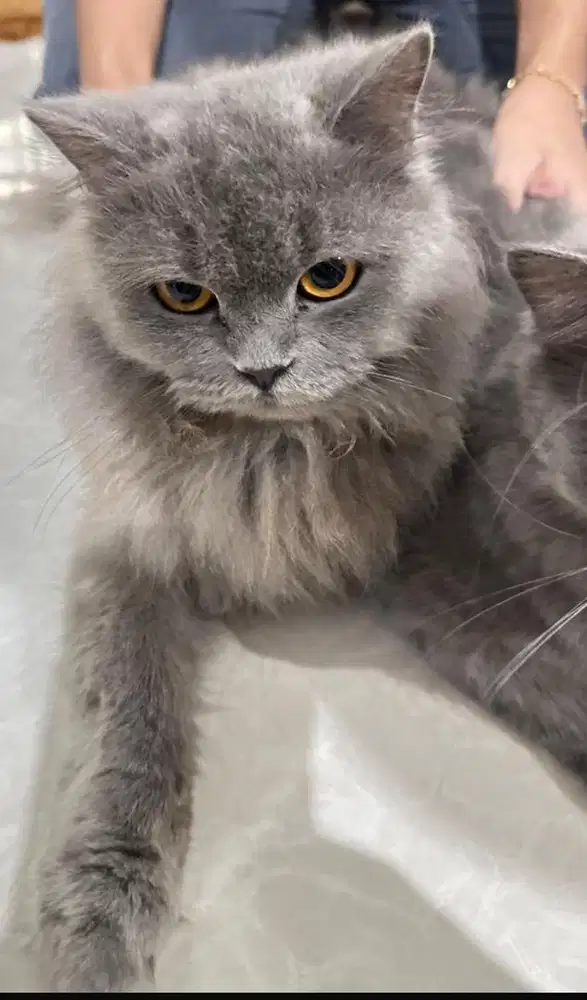 Open Adop Kucing Persia Mix Maincoon