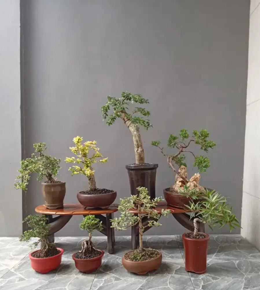 Bonsai hias mini imut 8 pot