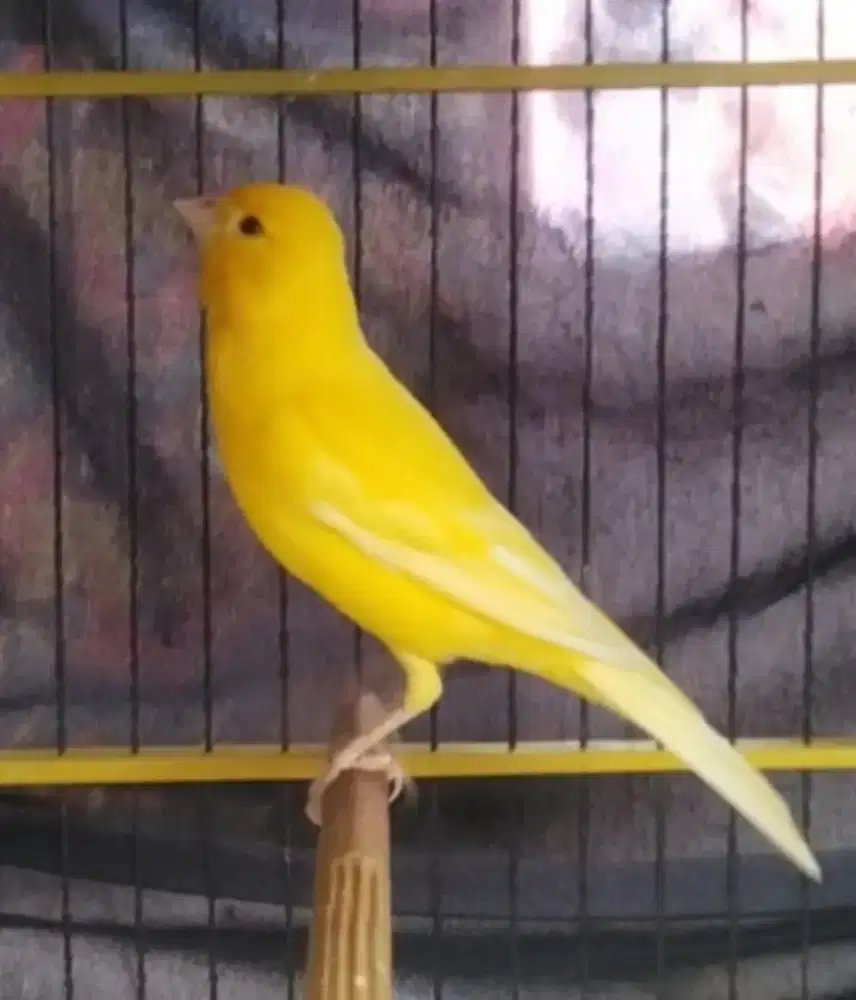 Kenari stabilo polos