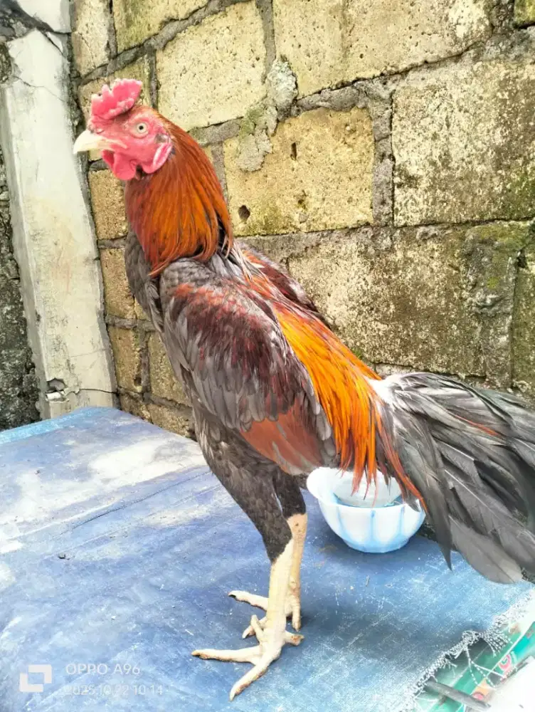 Ayam bangkok super