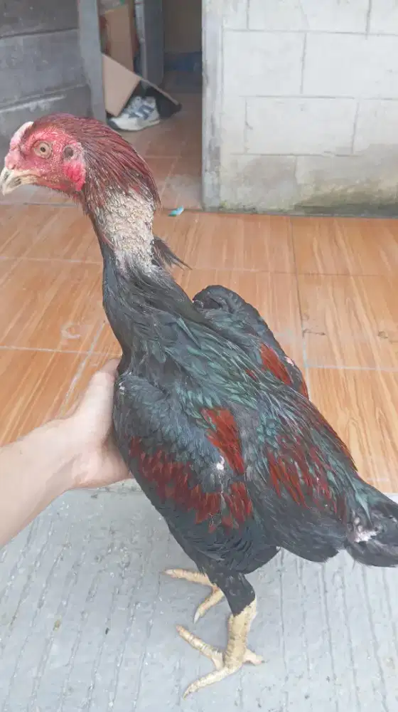 Ayam bangkok clasic