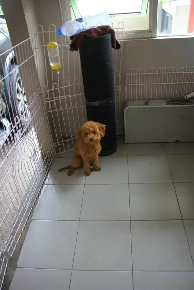 Anjing podle sehat