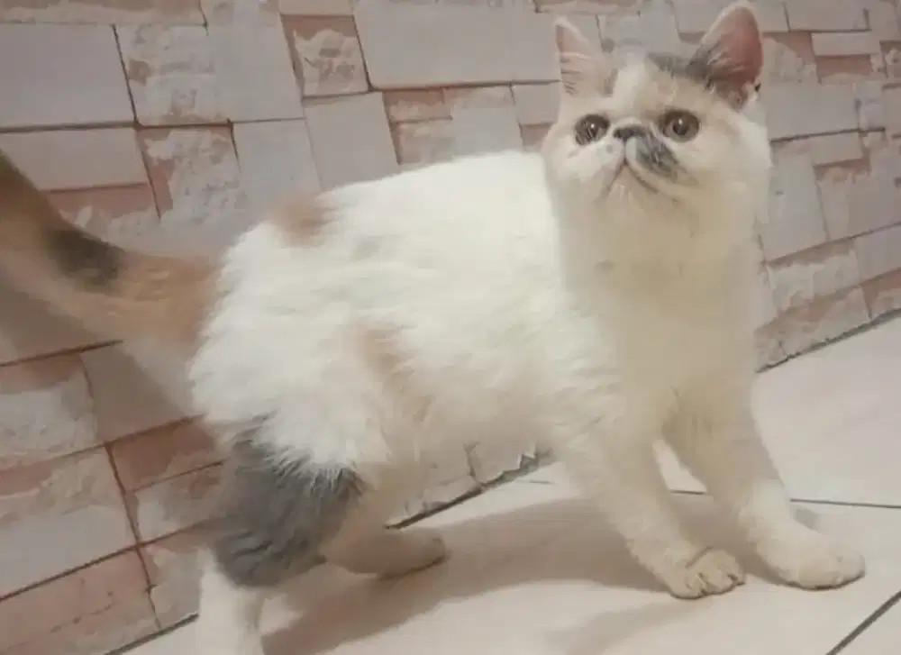Kucing peaknose exo