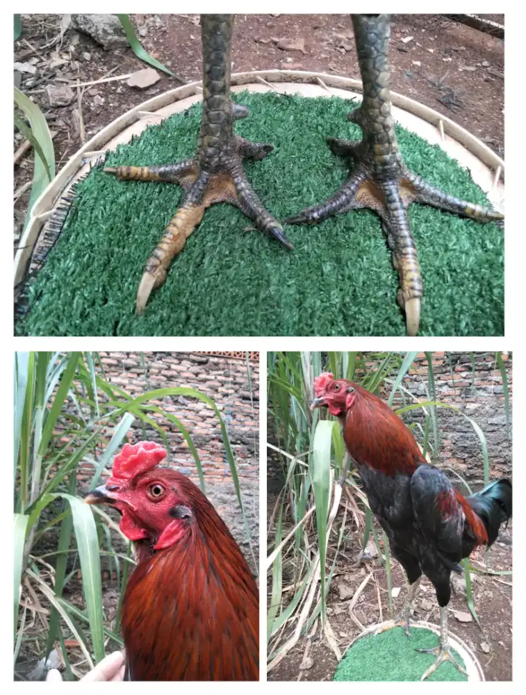 Ayam Pakhoy X Mangon usia 7bulan