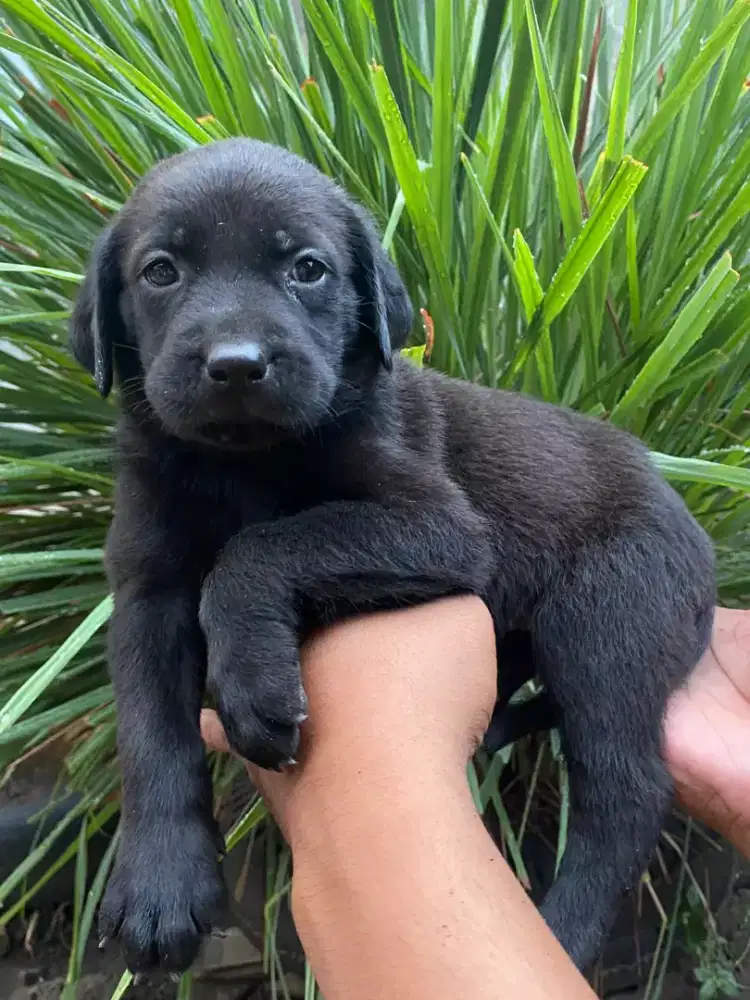 Pupies black labrador( jateng)