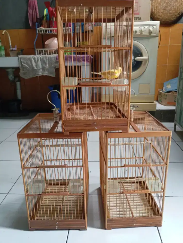 Kenari jalu remaja bari nyiriwit