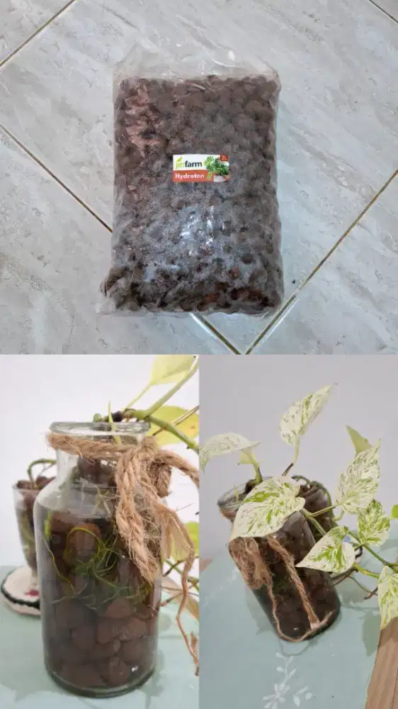 Hidroton | Media Tanam Untuk Tanaman Air
