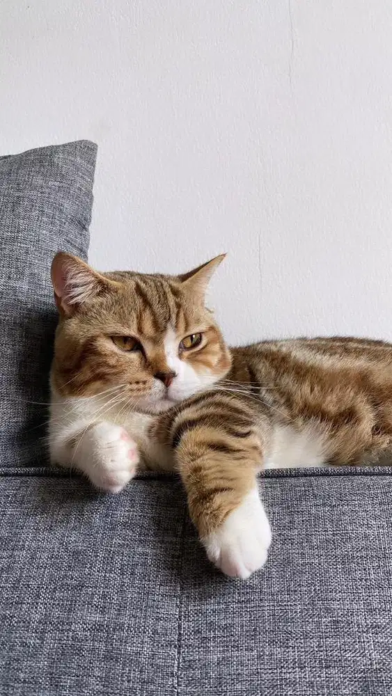 BSH MUNCHKIN 14MONTH