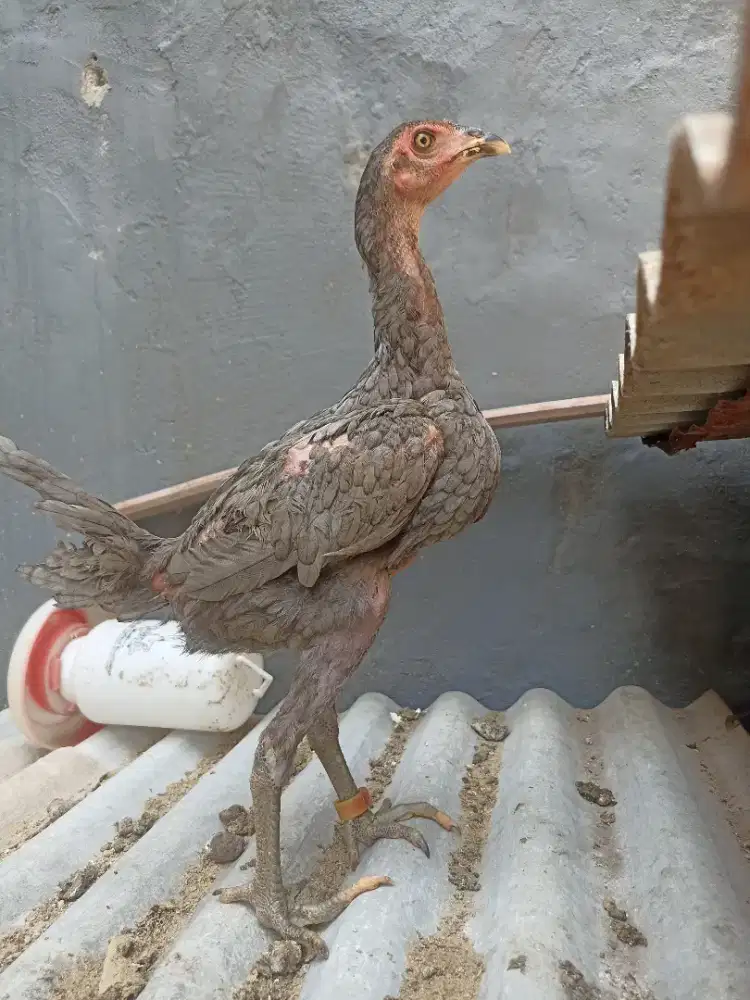 Ayam bangkok blackbull 3bln