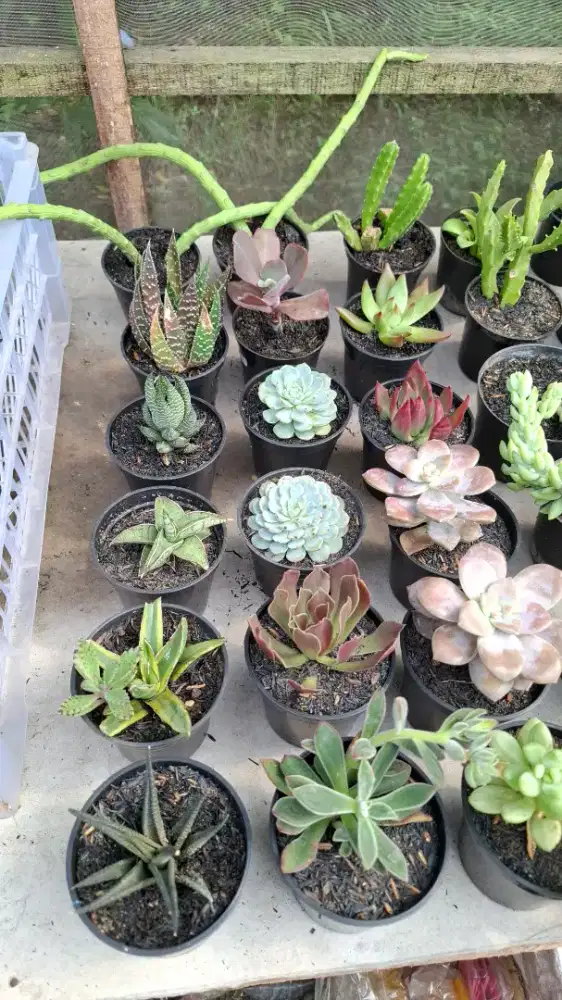 Tanaman Kaktus dan Sukulen