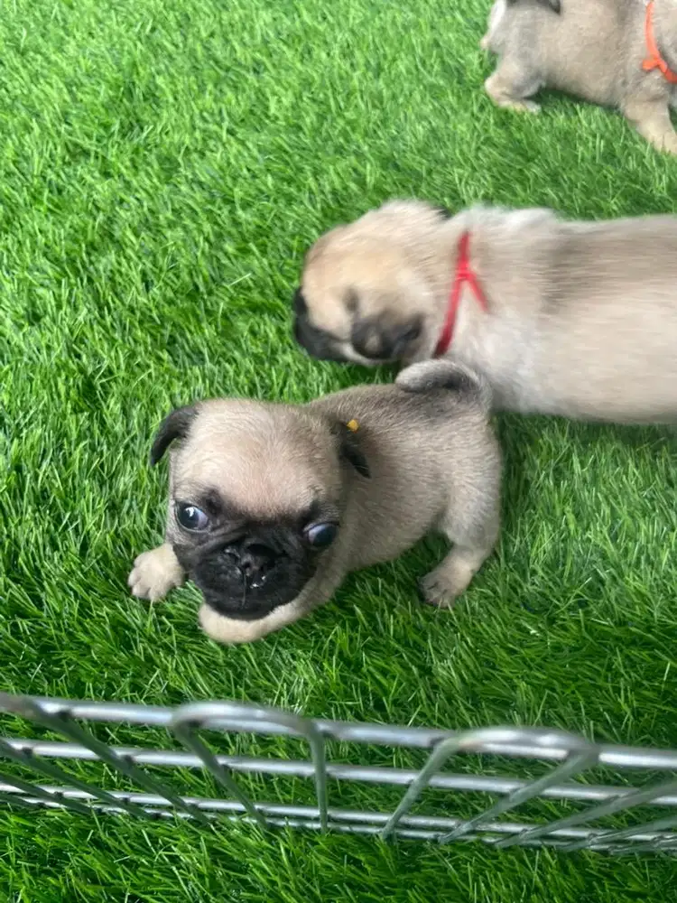 PUG female & male