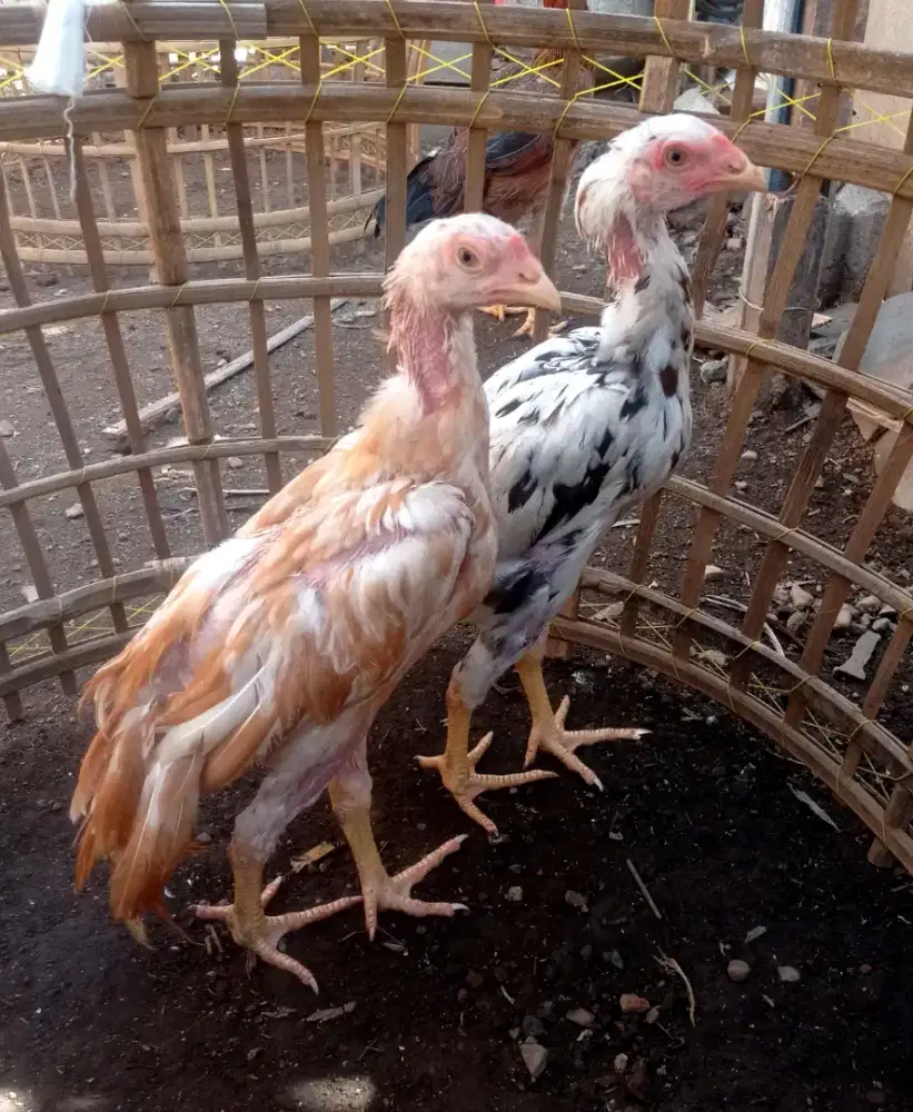 Sepasang Ayam Ekor Lidi