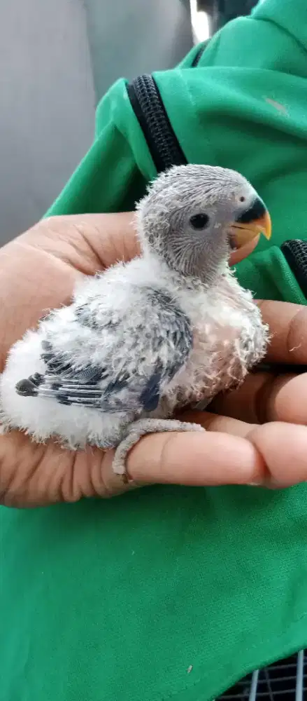 Lovebird lolohan non klep vio love bird