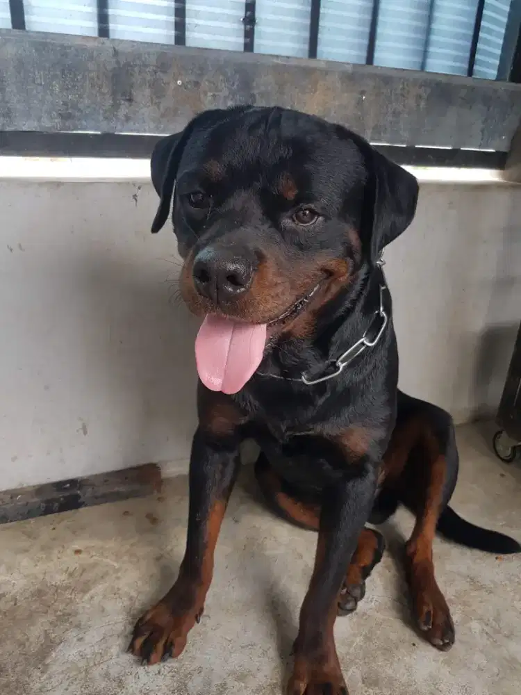 Rottweiler jantan dewasa