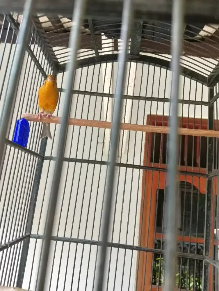 Burung Kenari gacor