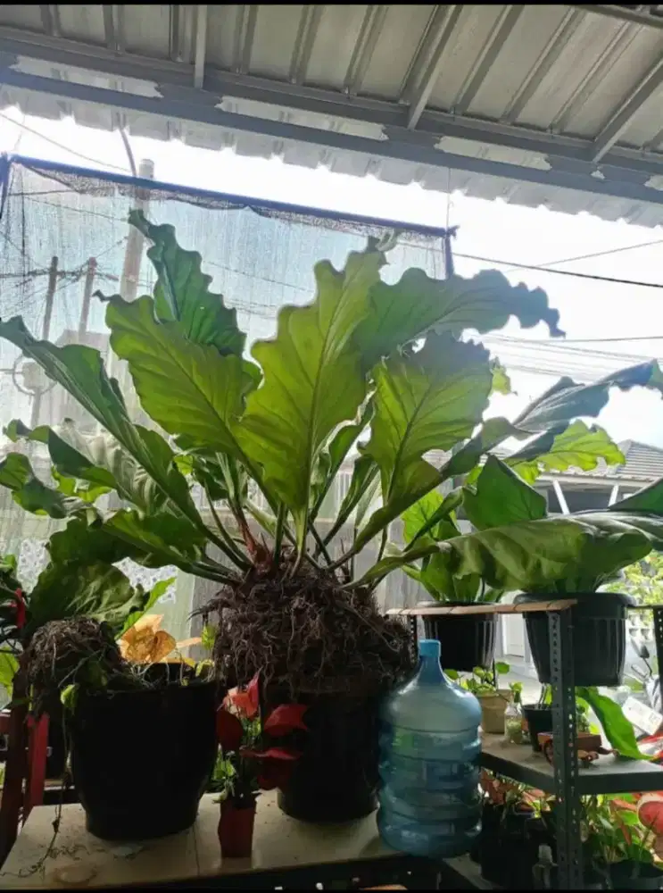 Tanaman hias anturium gelombang cinta umur 15 tahun