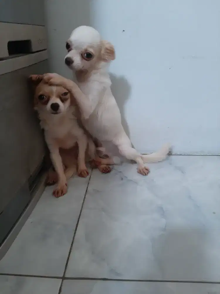 Anakan cihuahua remaja jantan betina