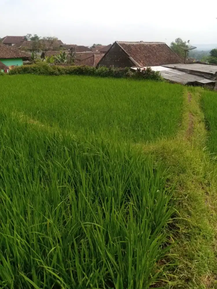 Tanah Lahan Sawah Subang