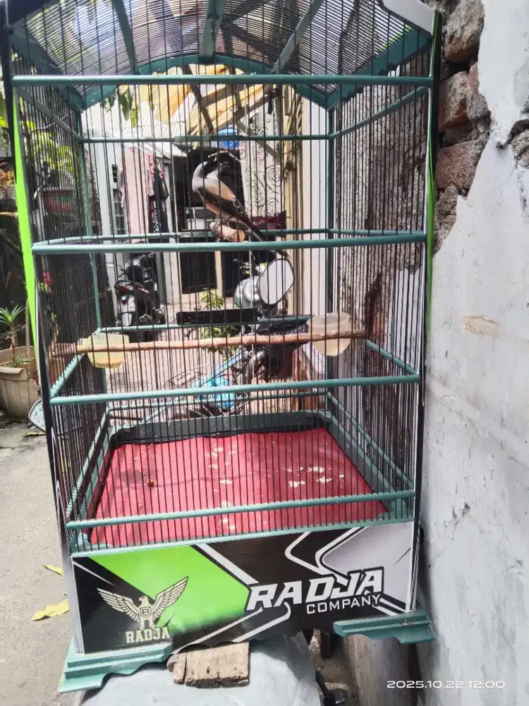 Burung pentet murah