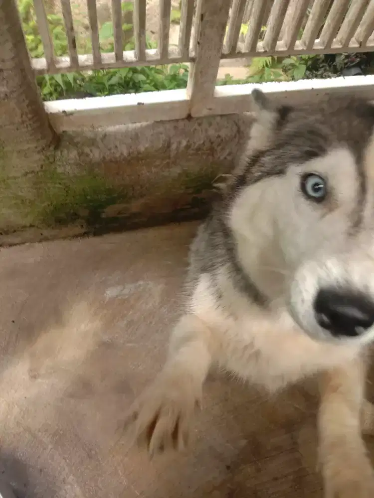 Siberian husky betina