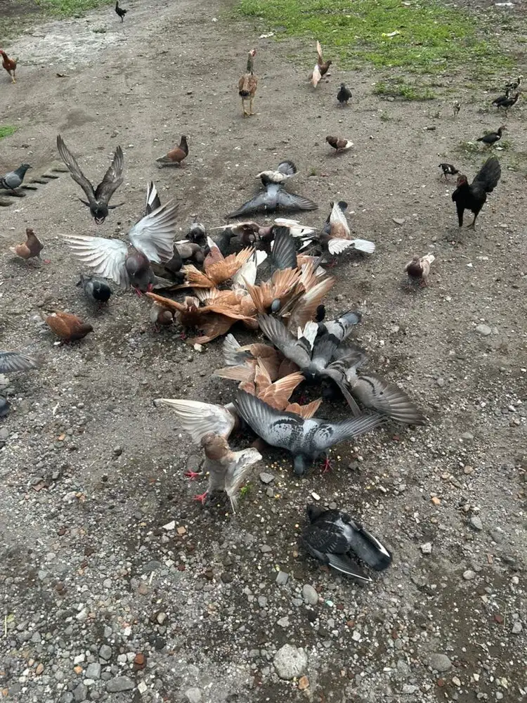 Burung Merpati Peliharaan