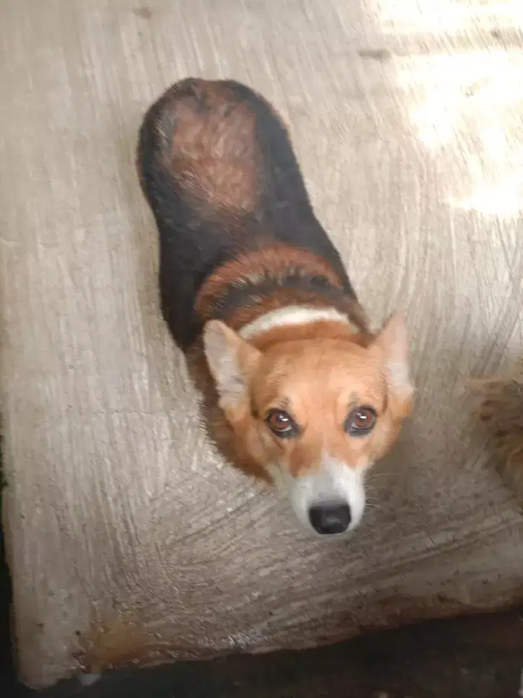 Corgy betina 2 tahun