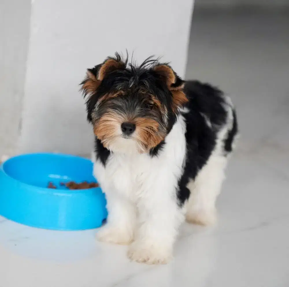 anjing biewer yorkshire terrier langka dan anak impor