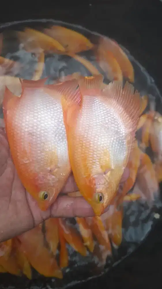 Bibit Ikan Gurame Padang 2 Jari