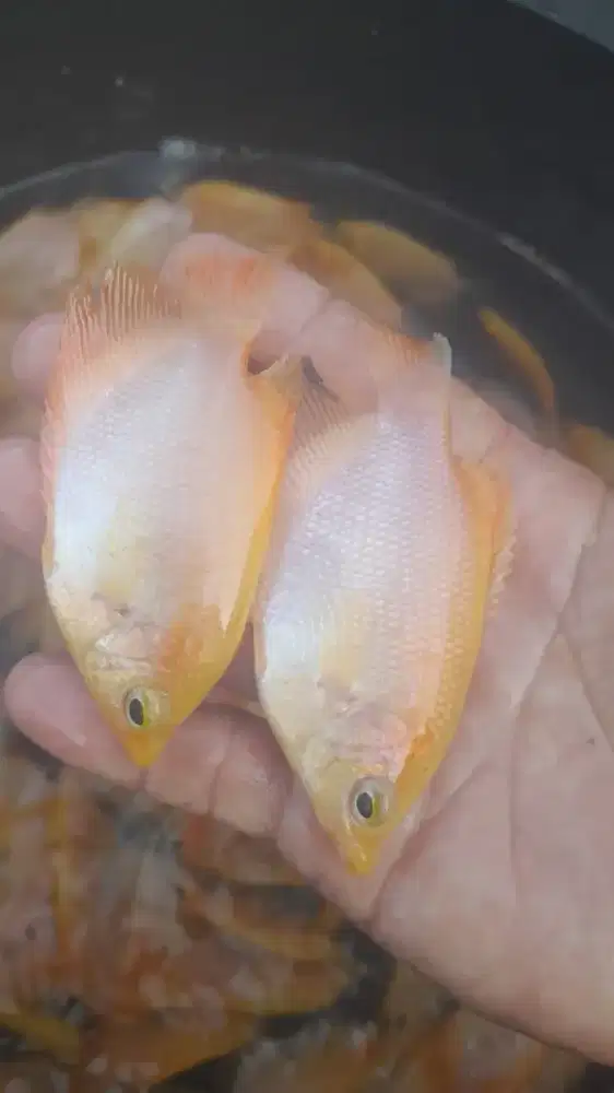 Bibit Ikan Gurame Padang Nyilet 2 Jari Mepet