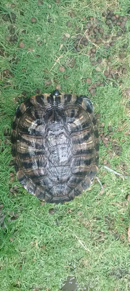 Kura kura Brazil dewasa