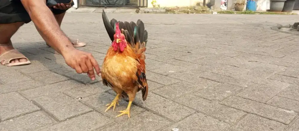 Ayam Serama mungil sehat