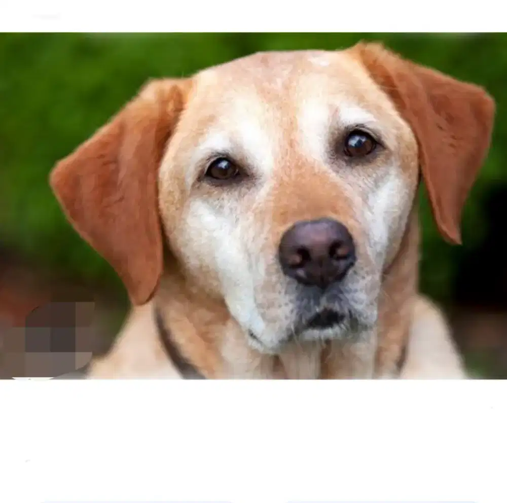 Jasa Merawat Anjing / Kennel Boy