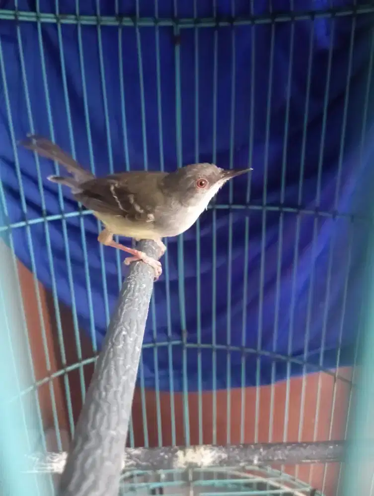 Burung cisem ciblek semi jantan purtot bunyi