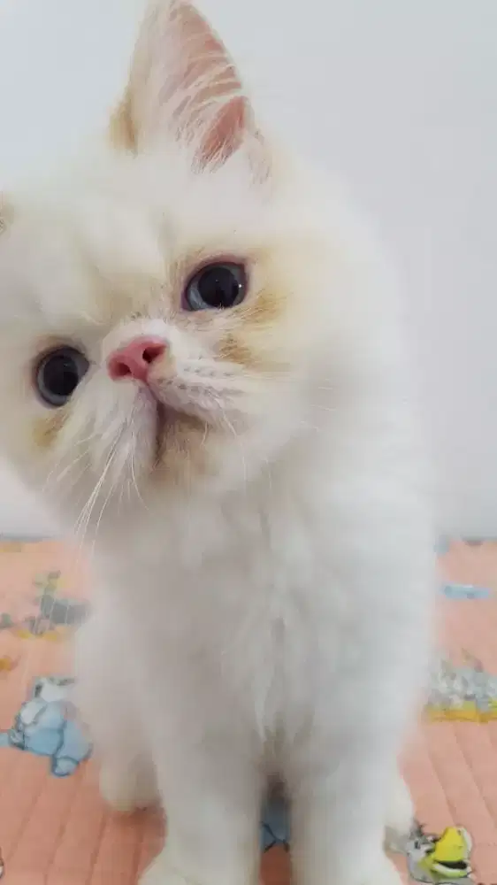 open adopt kitten persia flatnose
