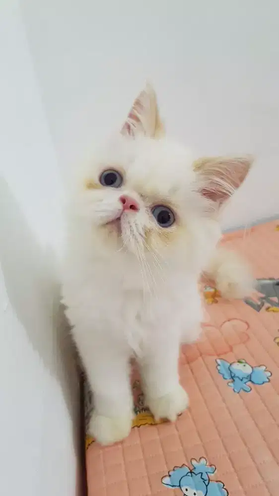 open adopt kitten persia flatnose