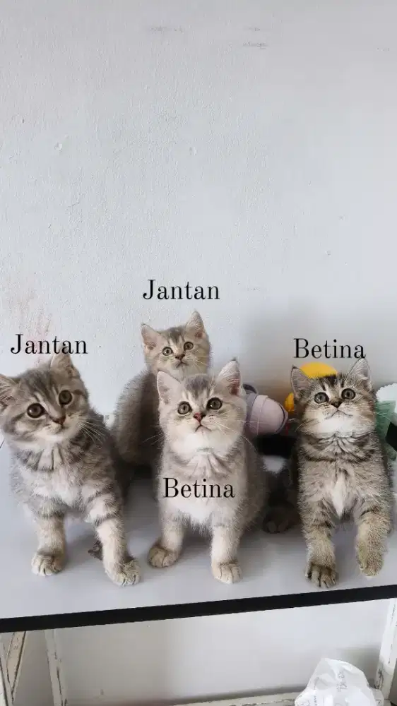 Kucing BSH non ped 2.5Bulan