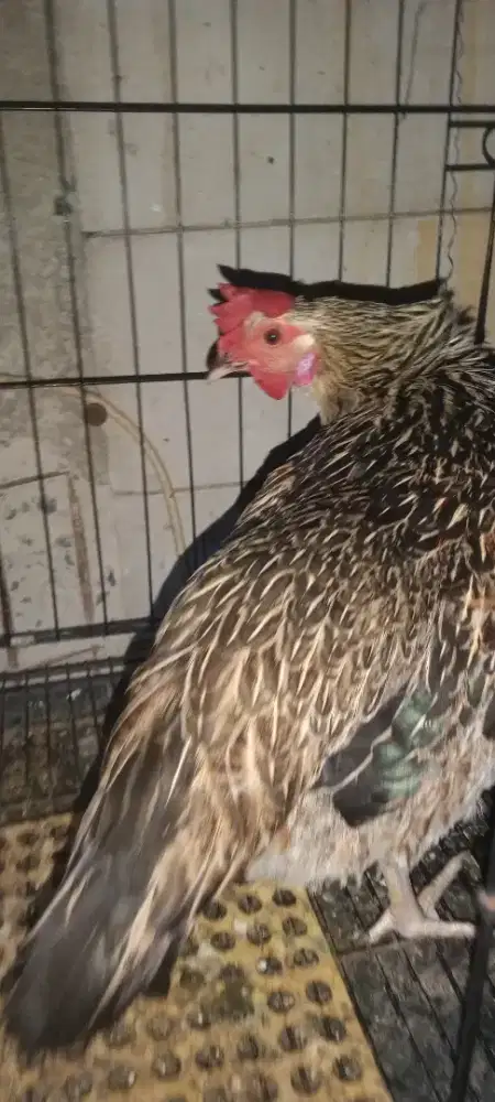 Ayam ketawa betina dewasa