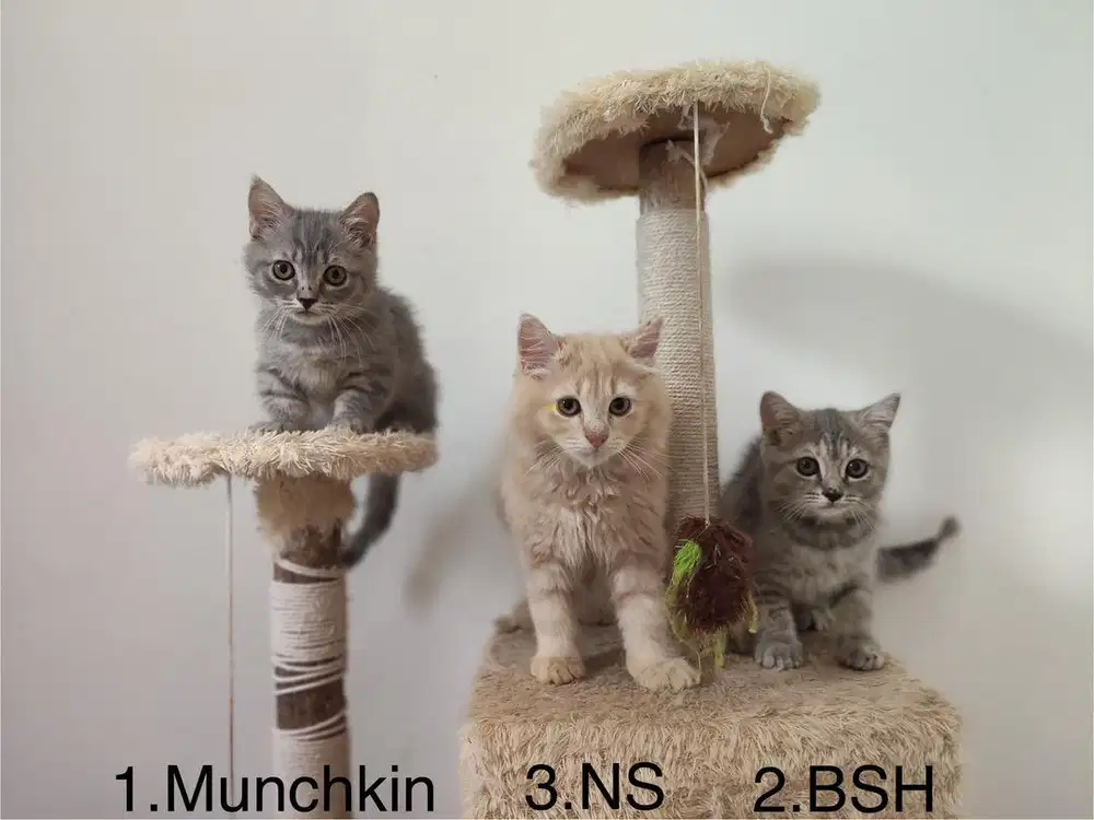 Lepas Adopt kitten anak kucing BSH British Short Hair x Munchkin