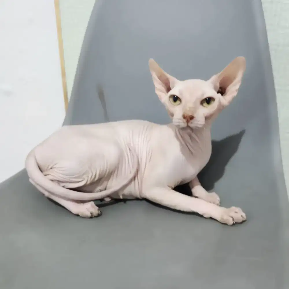 Lepas adop sphynx betina sudah steril