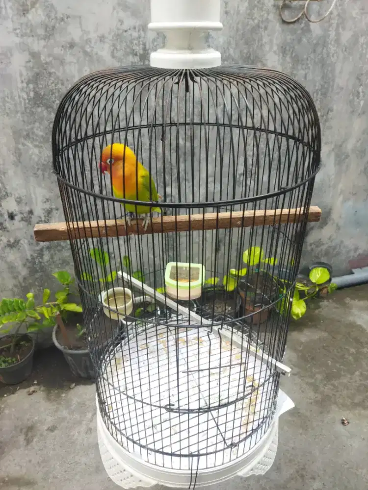 Lovebird dewasa