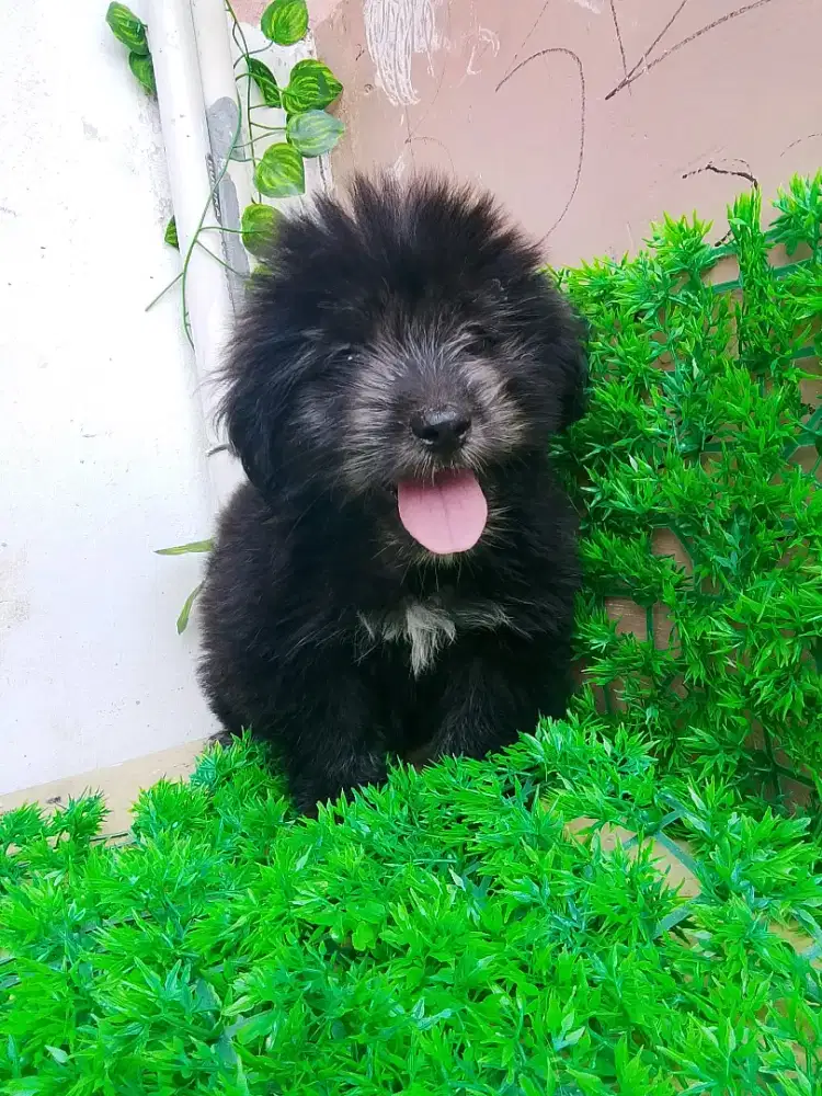 Satu pasang shitzu mix usia 2 bulan