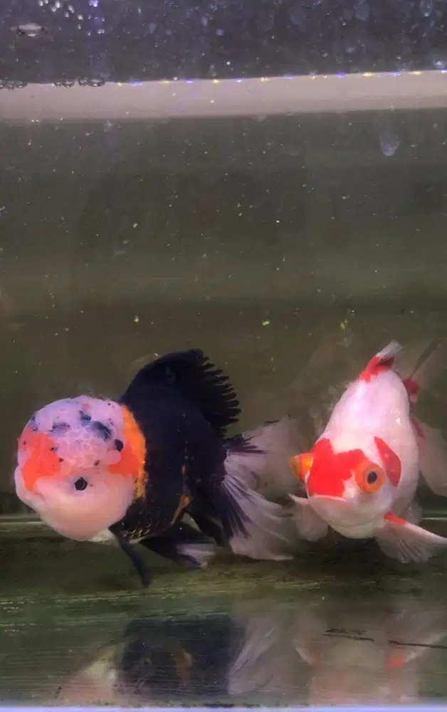 Mas koki Oranda dan Demekin