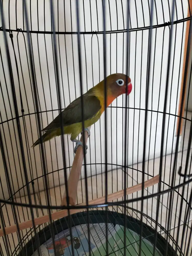 Lovebird olive sehat