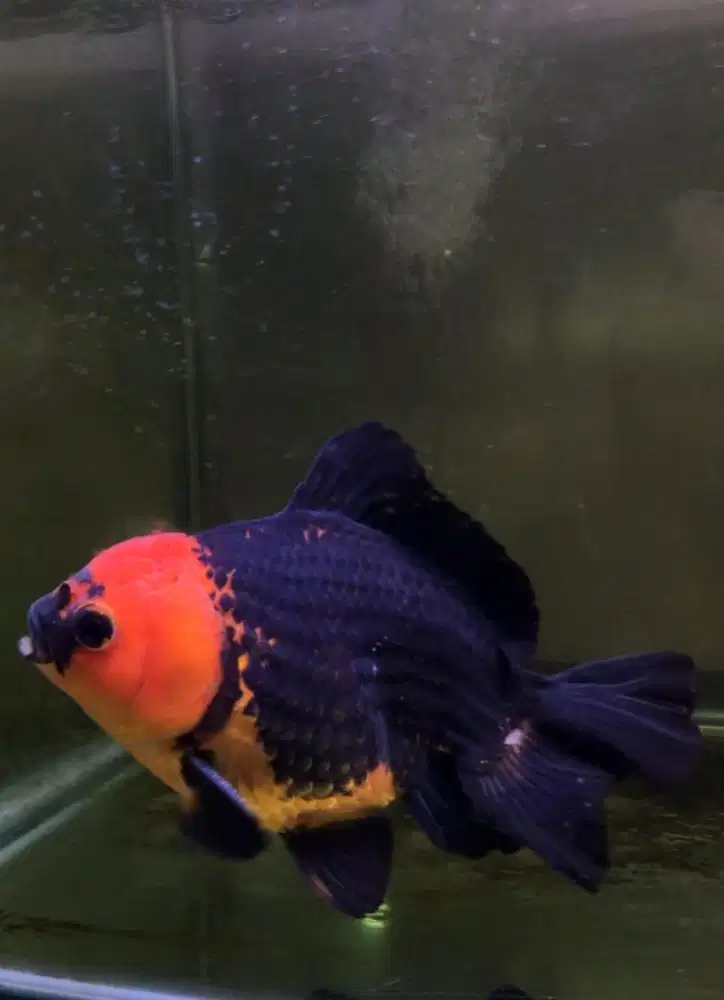 Mas Koki Oranda