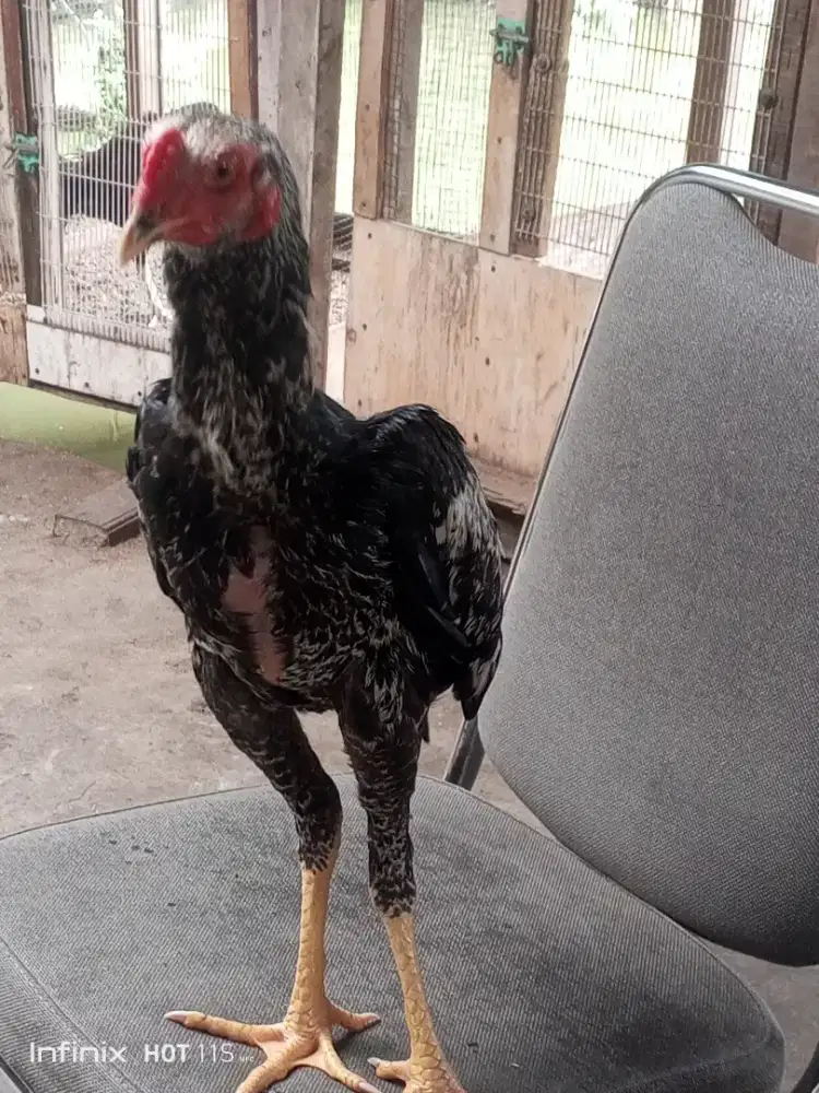 Ayam Bangkok selatan warna jalak
