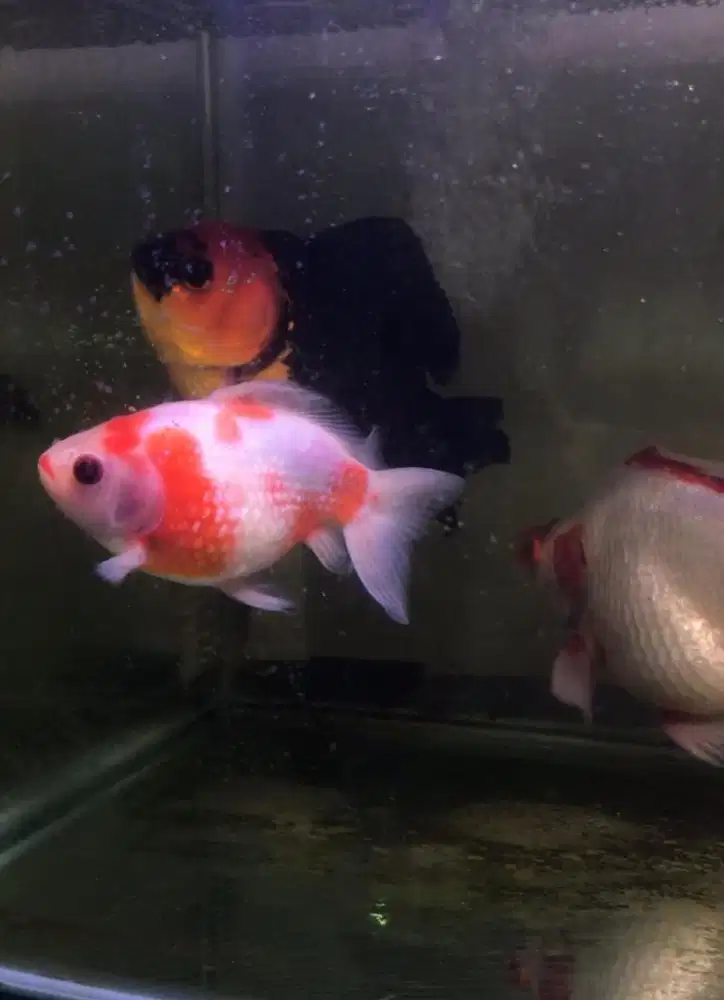 Ikan mas koki mutiara