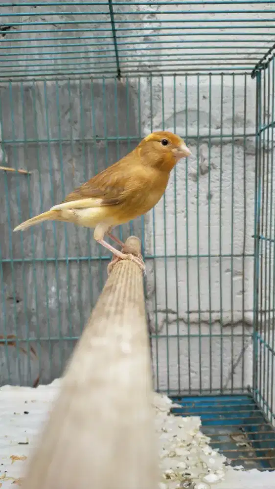 Burung kenari lokal super anak jantan