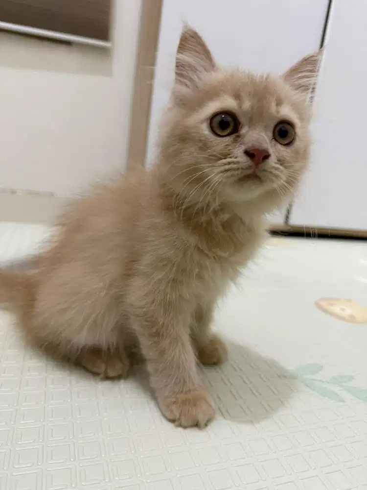 Kucing persia 3 bln